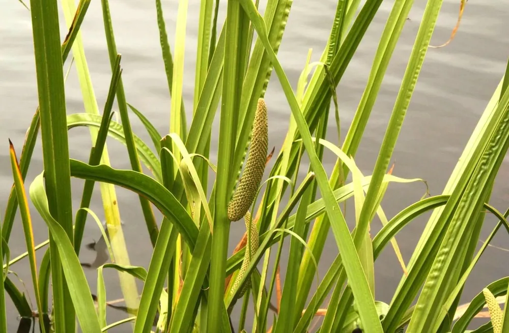 АИР болотный Acorus Calamus