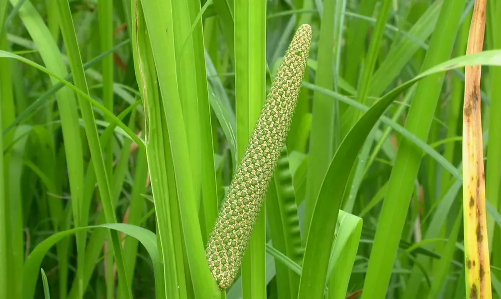 АИР болотный Acorus Calamus