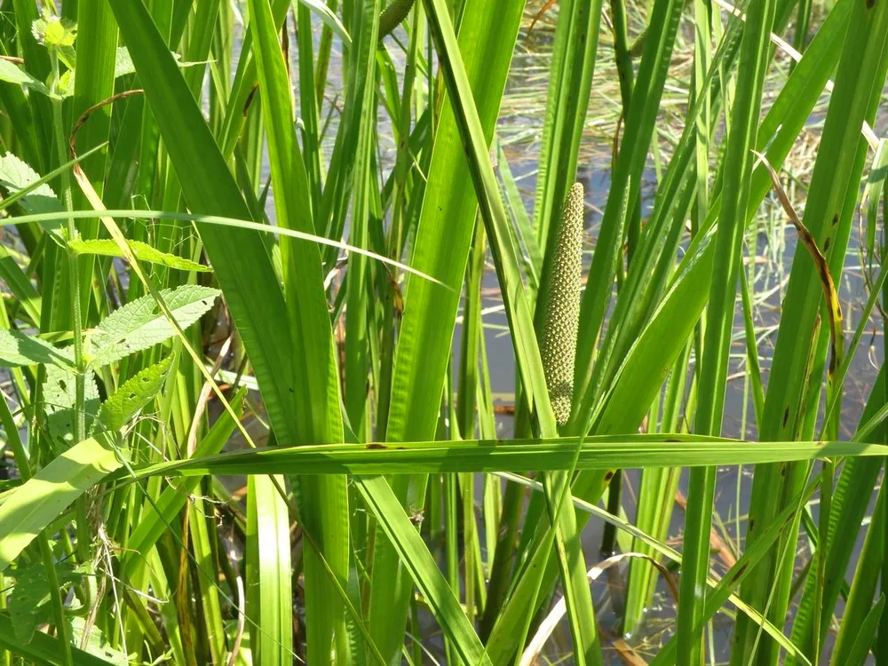 АИР болотный Acorus Calamus