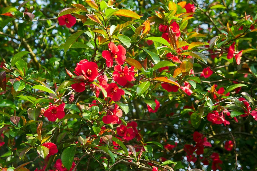 Айва японская Chaenomeles japonica