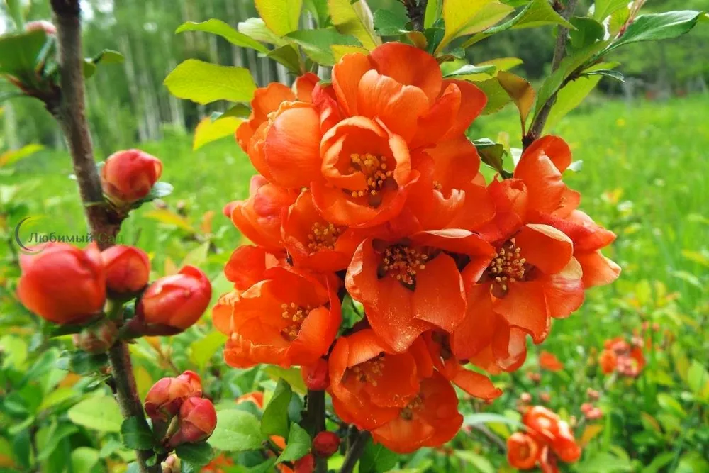 Айва японская Chaenomeles japonica