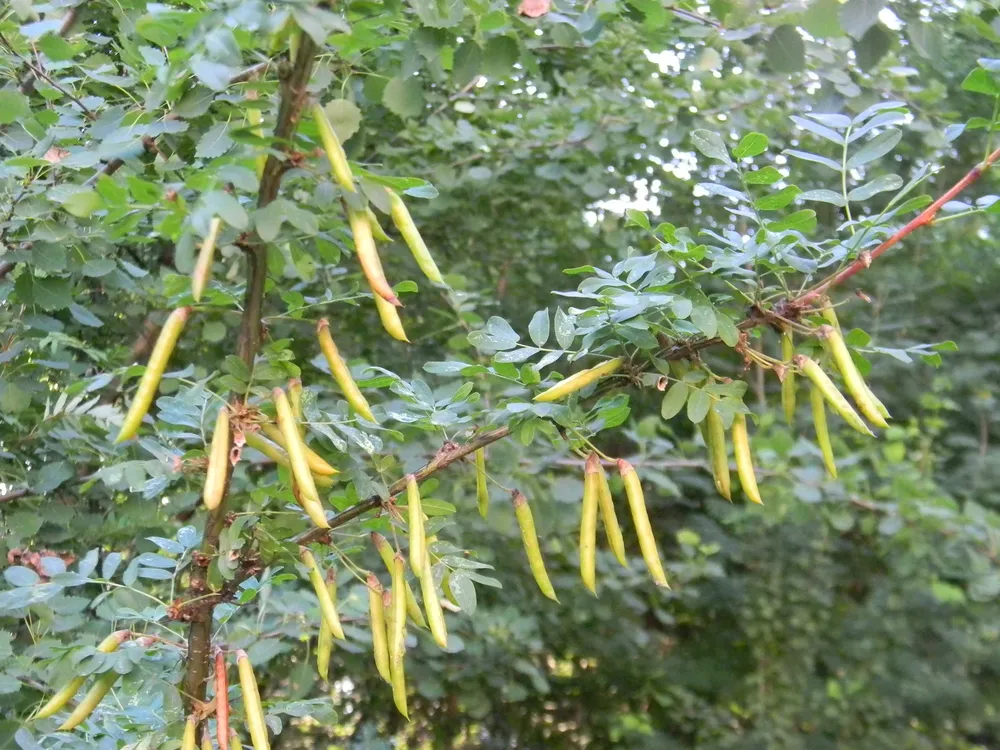 Акация древовидная Сaragana arborescens