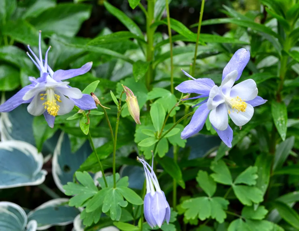 Аквилегия Альпийская Aquilegia Alpina