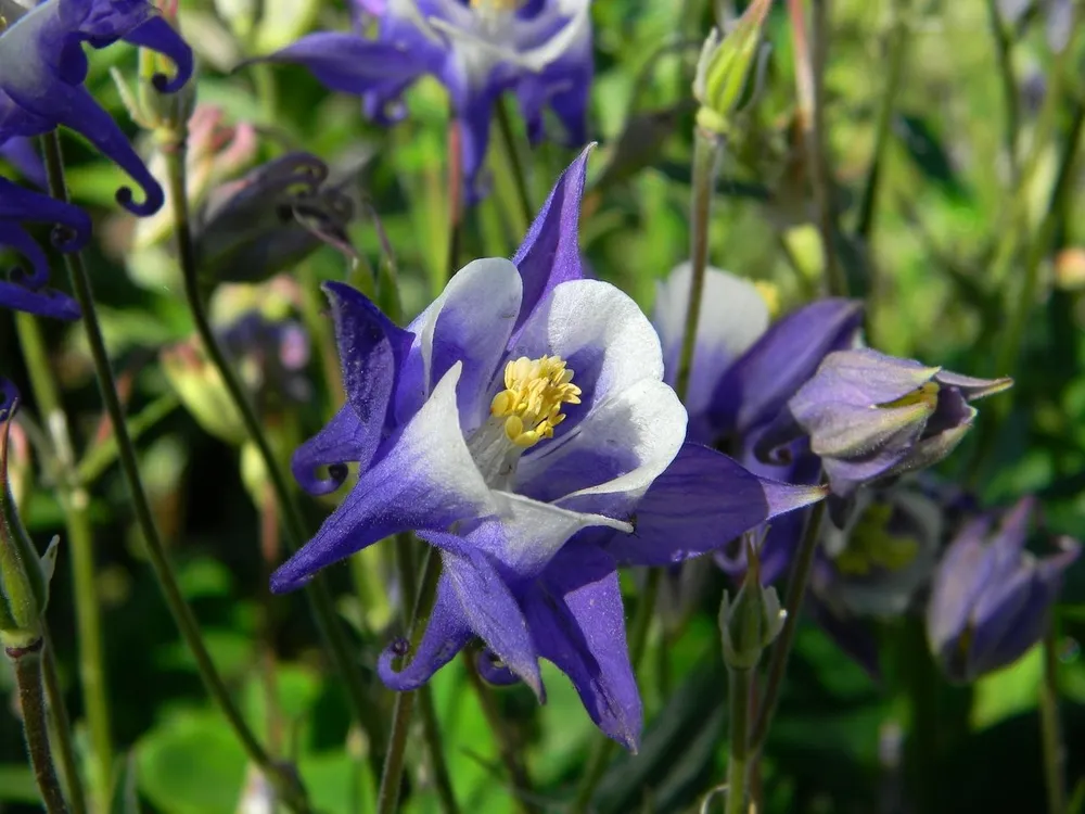 Аквилегия Winky Blue and White