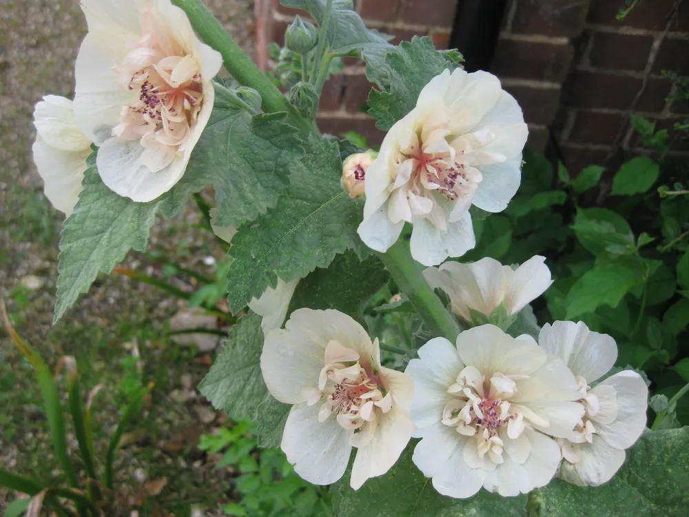 Alcea Parkallee