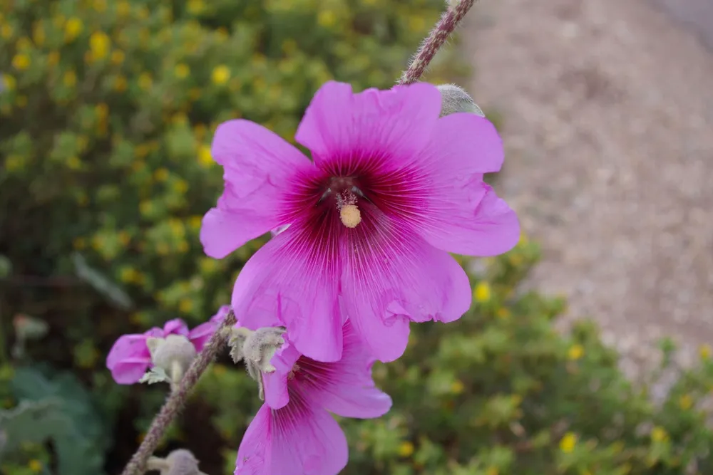 Alcea setosa