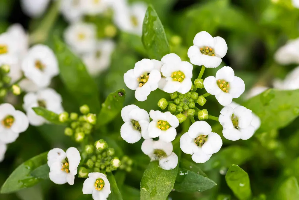 Алиссум Lobularia maritima