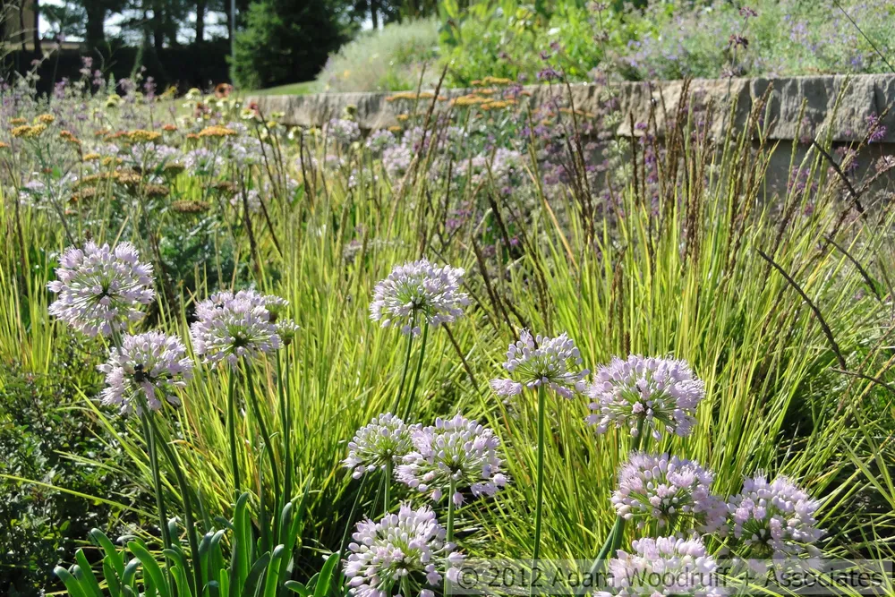 Аллиум Allium Summer Beauty