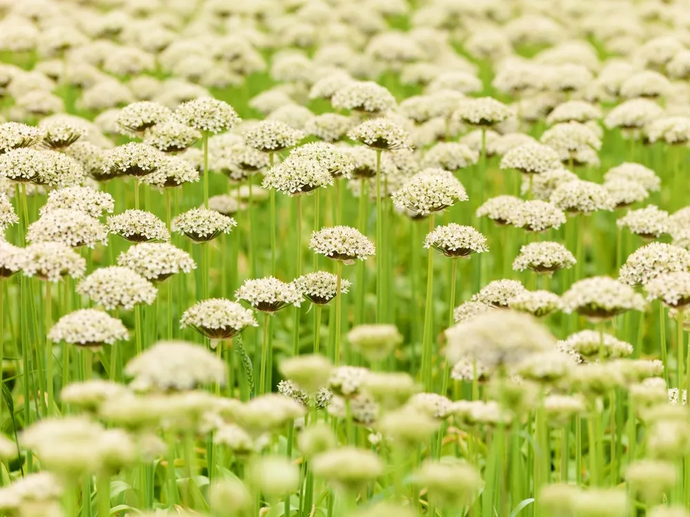 Allium multibulbosum