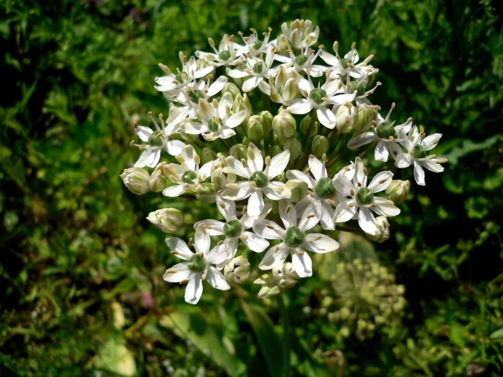 Allium multibulbosum