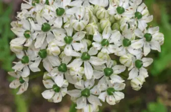 Аллиум nigrum multibulbosum