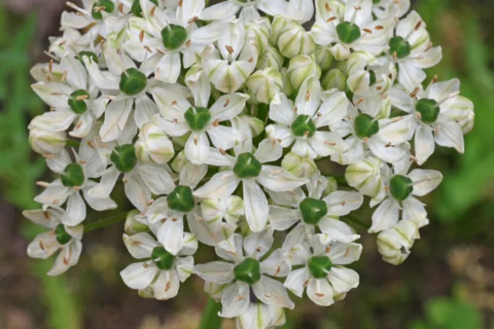 Аллиум nigrum multibulbosum