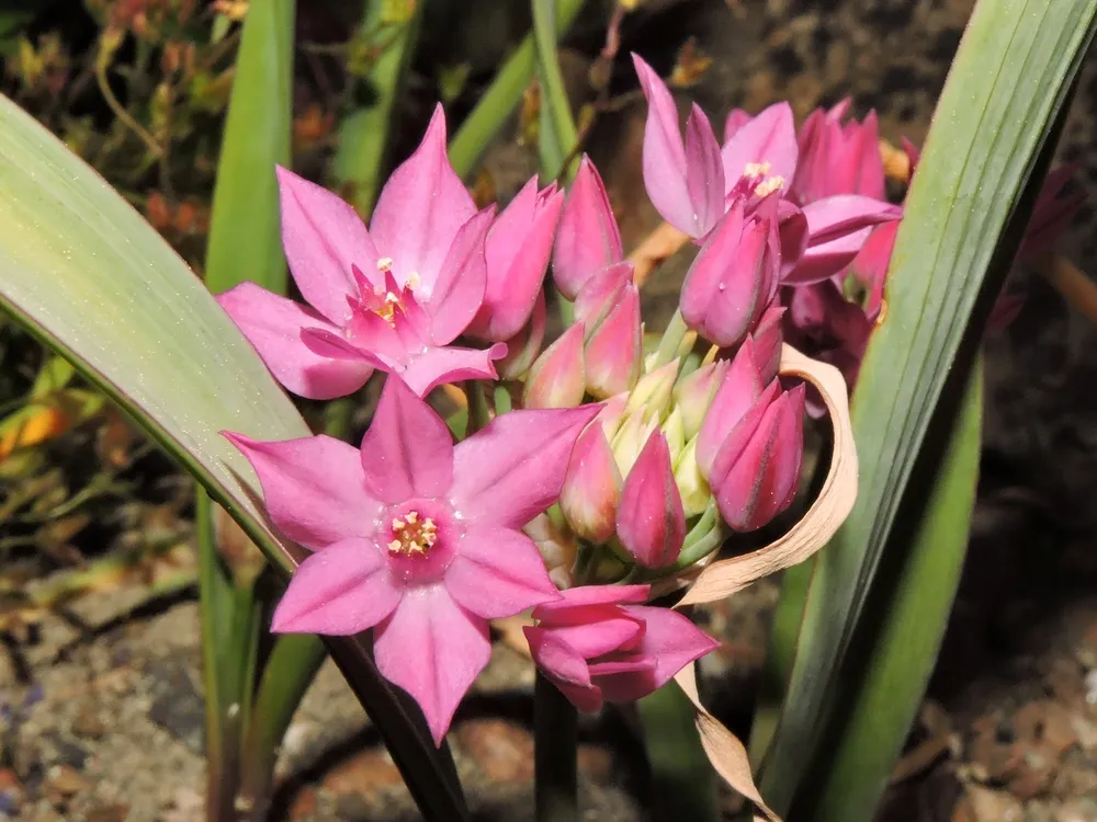 Allium oreophilum