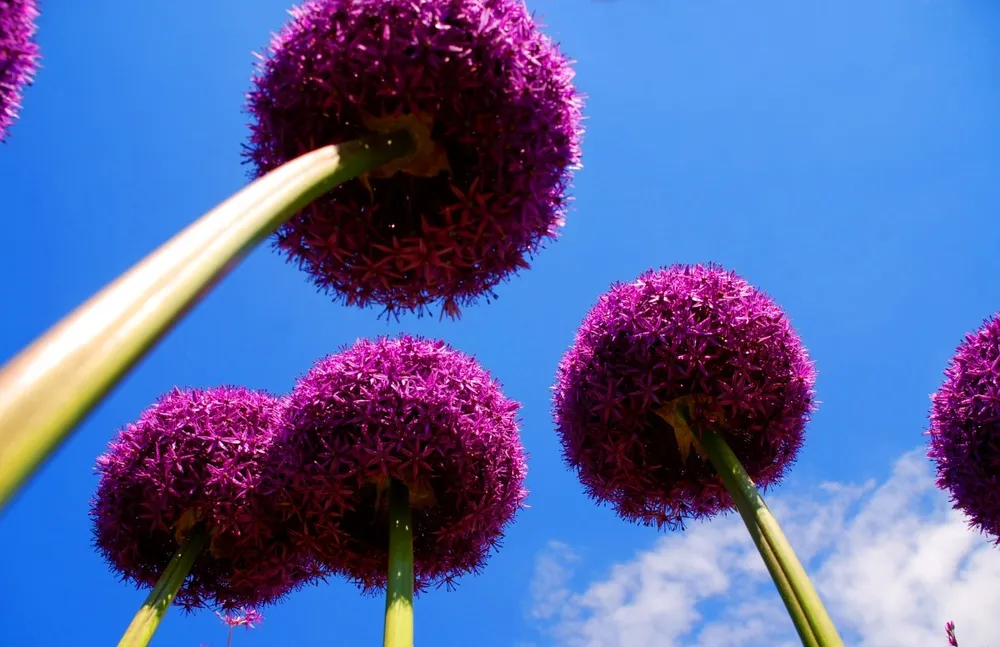 Allium Purple Rain