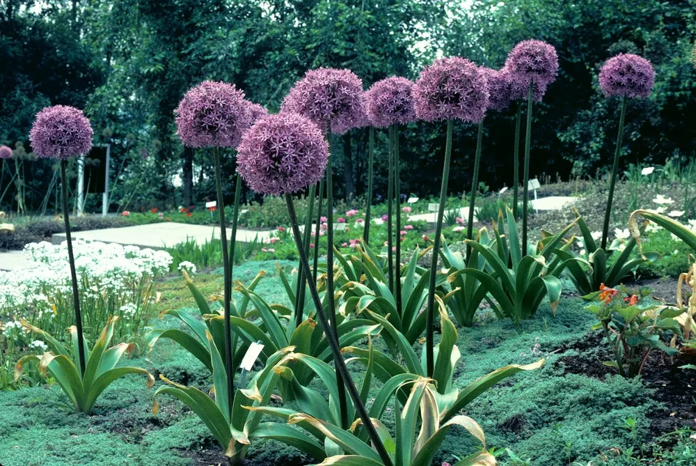 Аллиум rosenbachianum