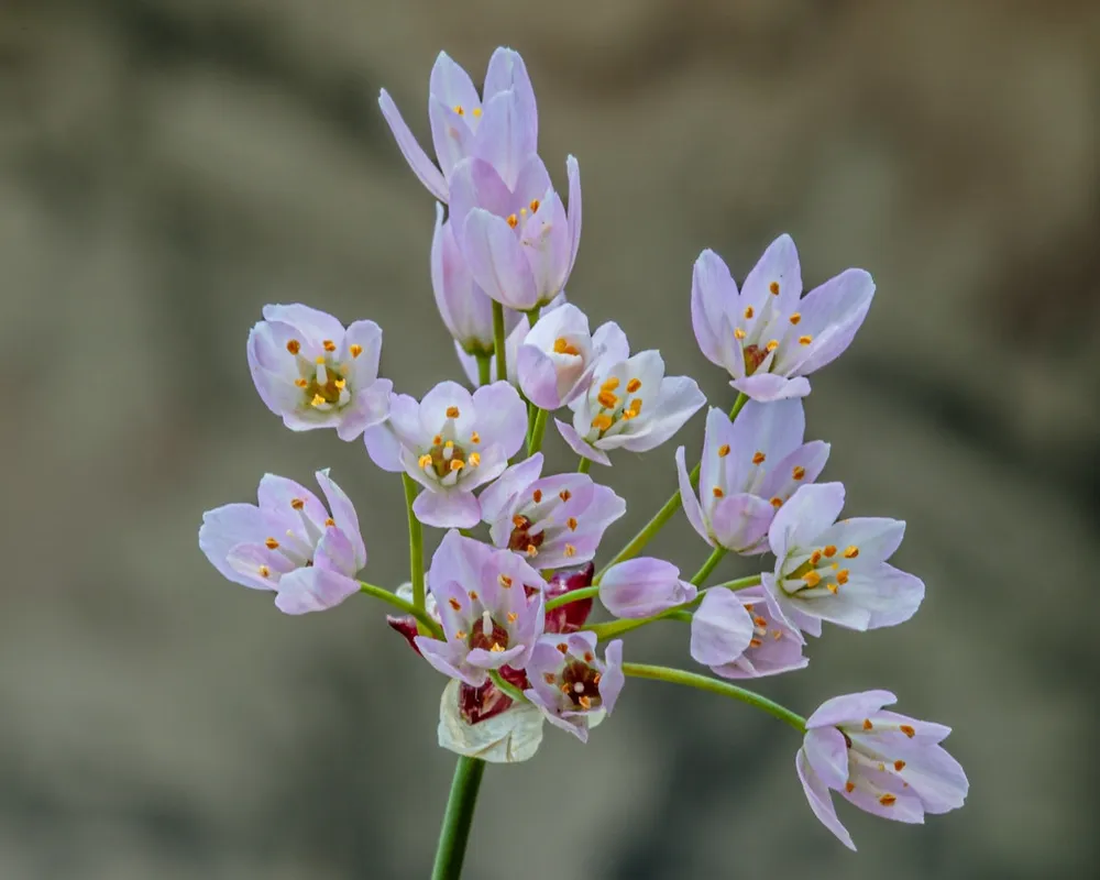 Аллиум rosenbachianum