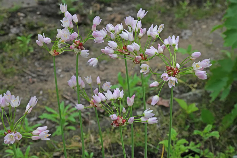 Аллиум Roseum