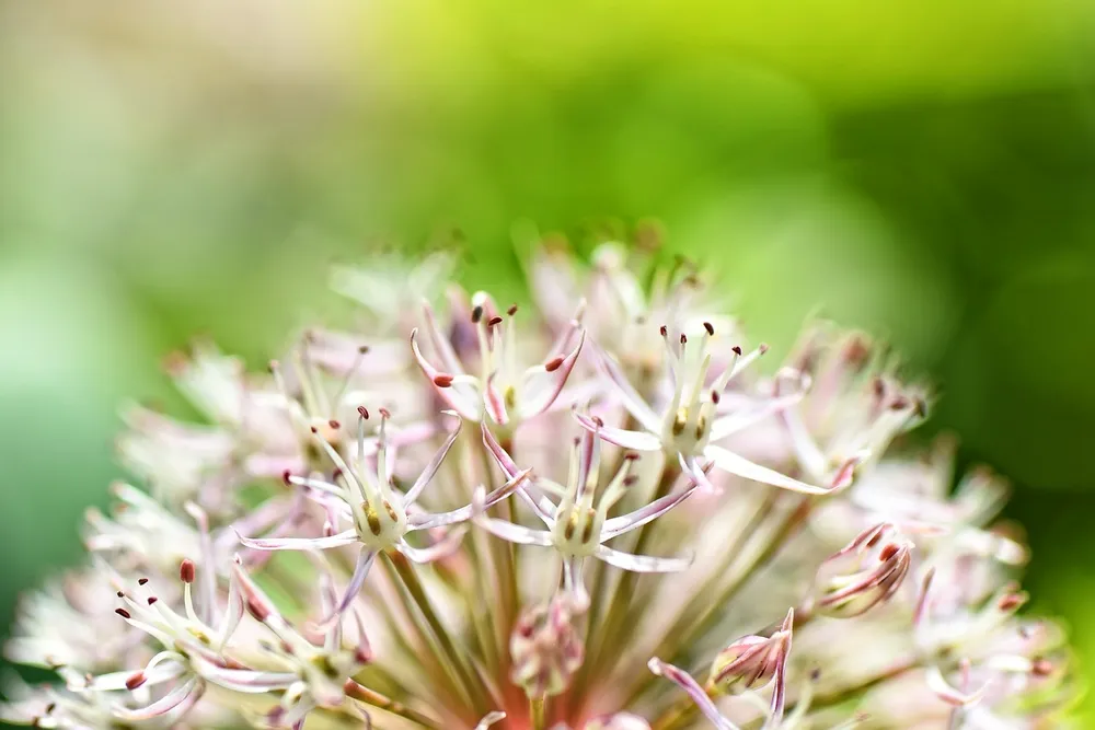 Allium sativum l