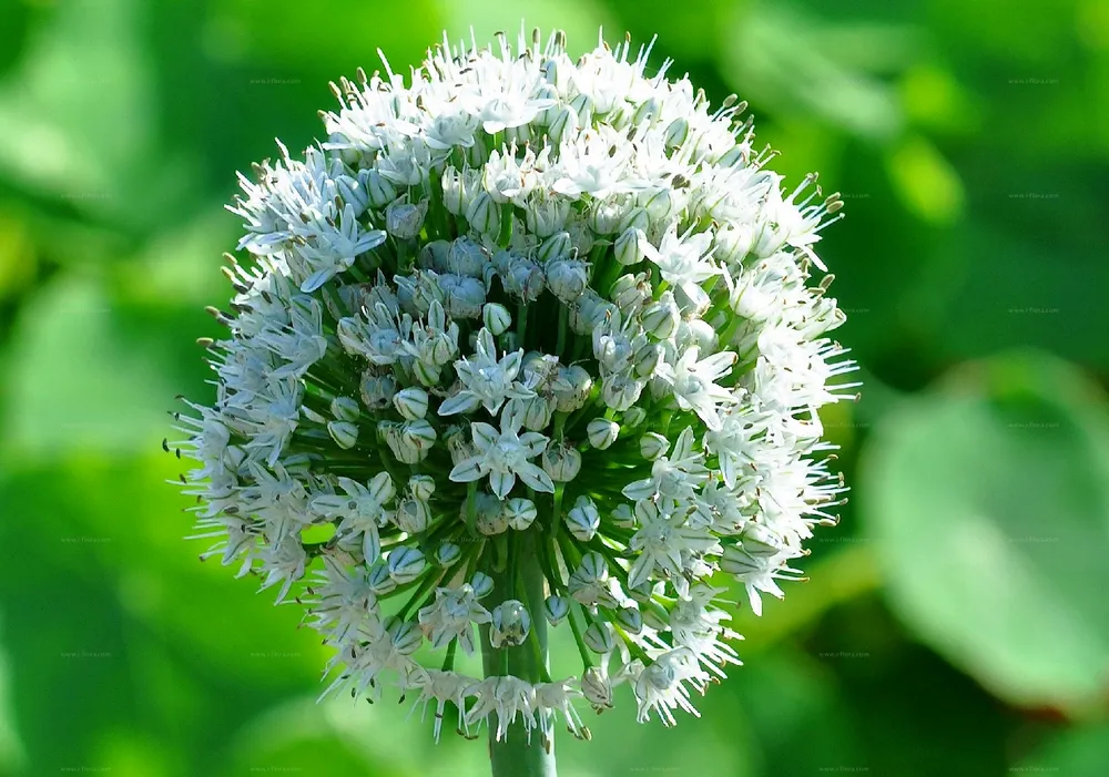 Allium sativum растение