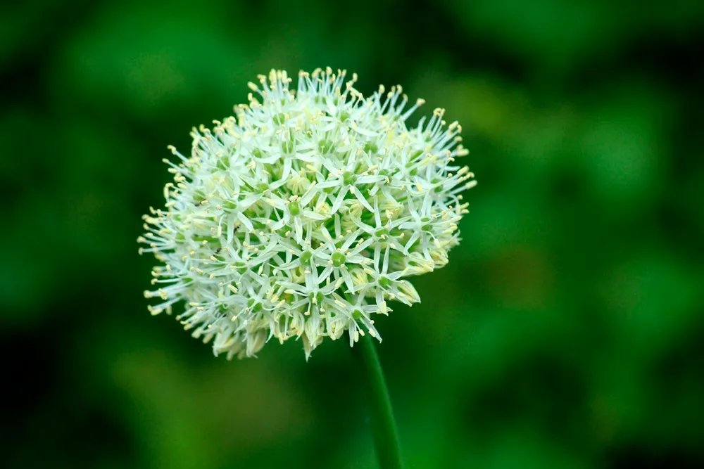 Allium sativum растение