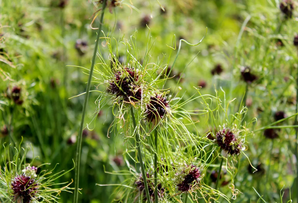 Allium vineale