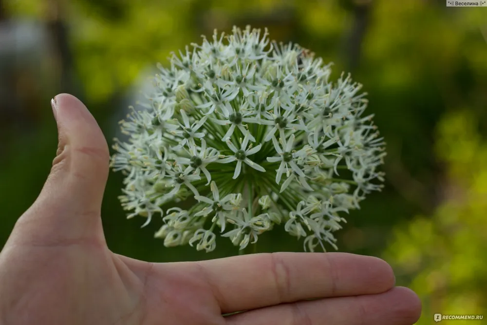 Аллиум White giant