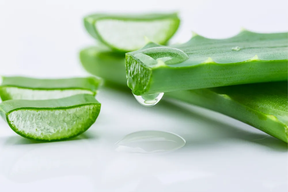 Алоэ Вера Aloe Vera