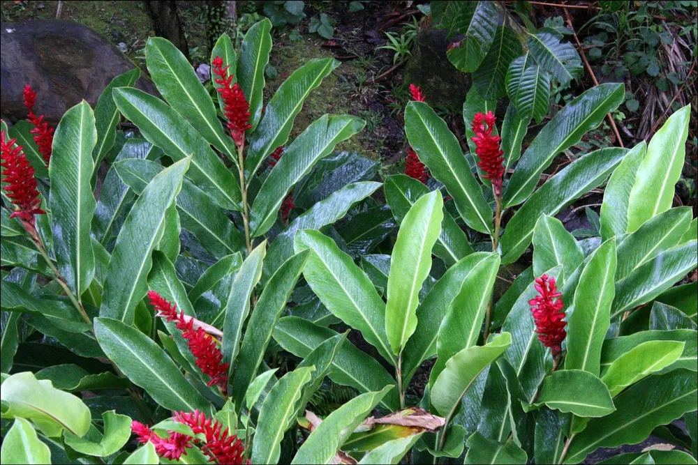 Alpinia officinarum