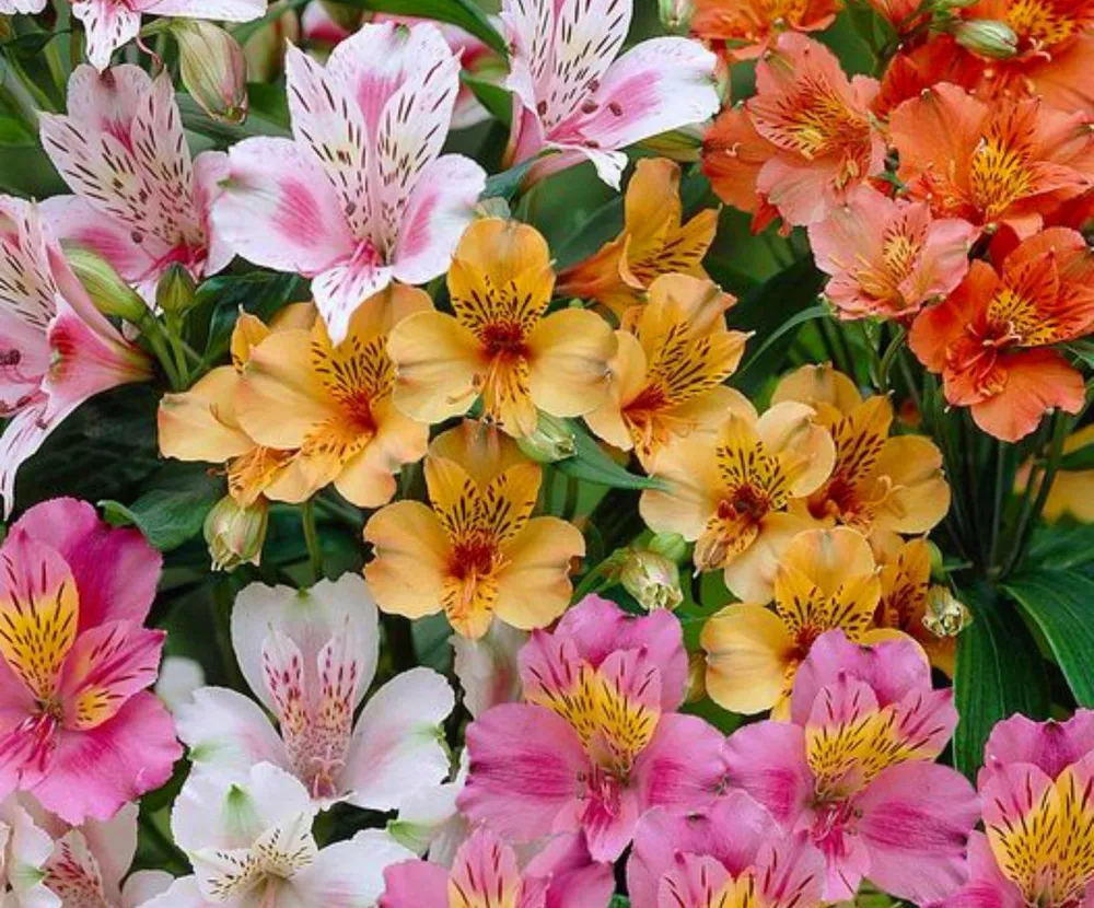 Alstroemeria ligtu-Hybrids