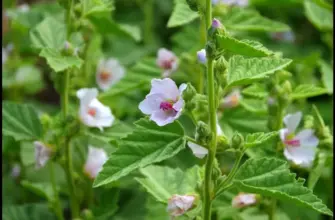 Алтей лекарственный Althaea officinalis