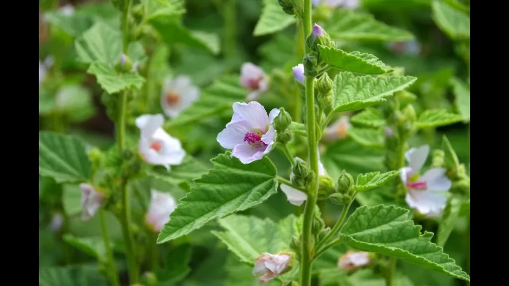 Алтей лекарственный Althaea officinalis