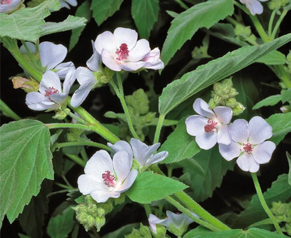 Althaea officinalis