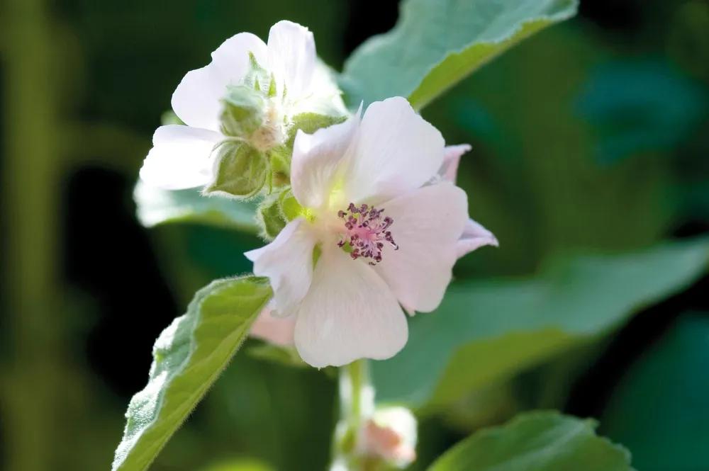 Althaea officinalis