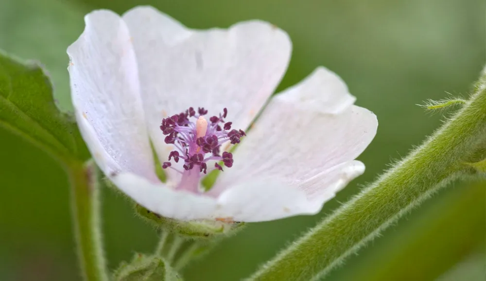 Althaea officinalis l