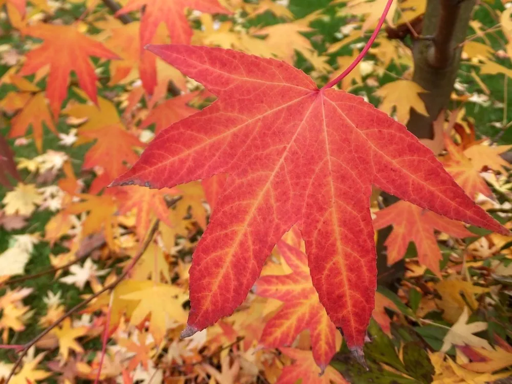 Амбровое дерево Liquidambar styraciflua