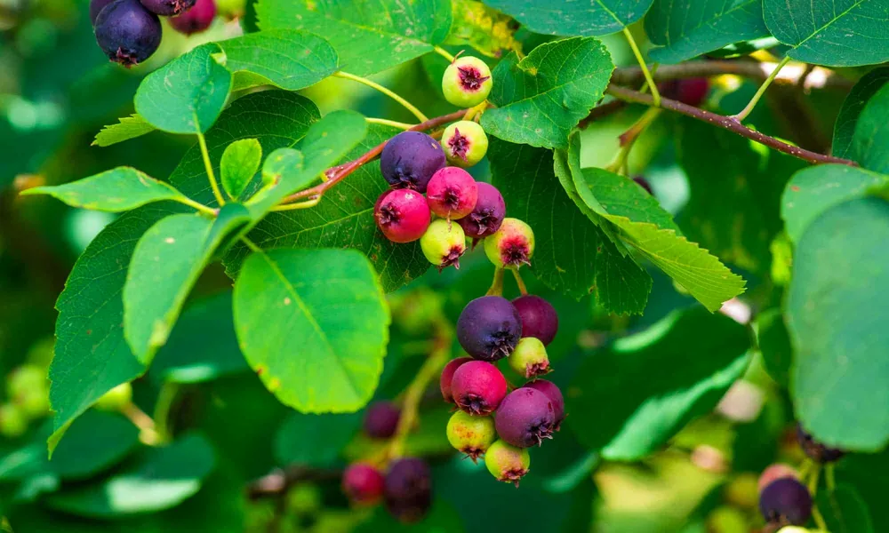 Amelanchier alnifolia