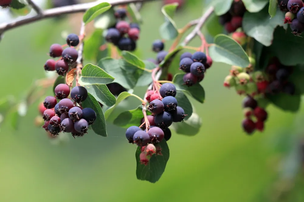 Amelanchier laevis