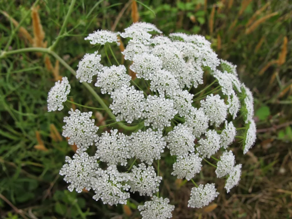 Ammi majus