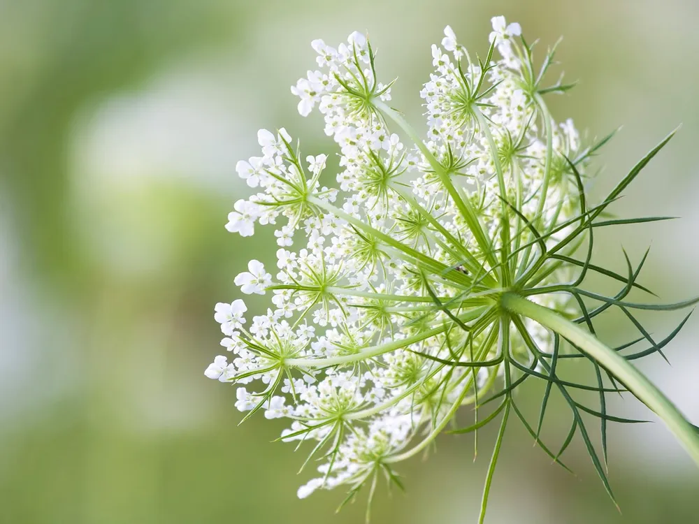 Ammi majus