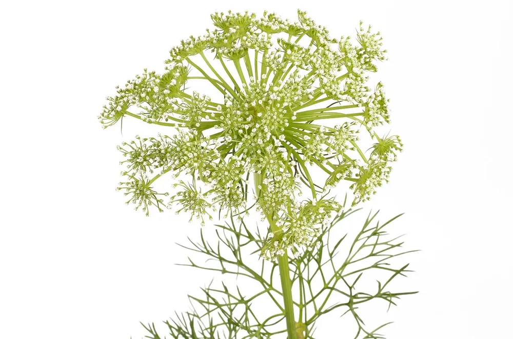 Амми Visnaga