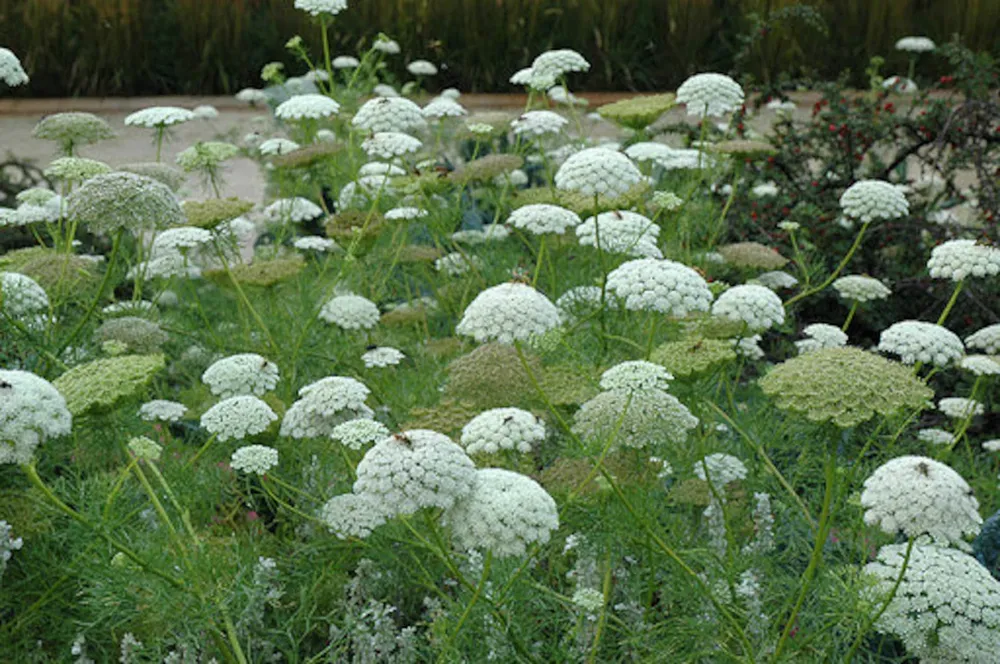 Амми зубная Ammi Visnaga