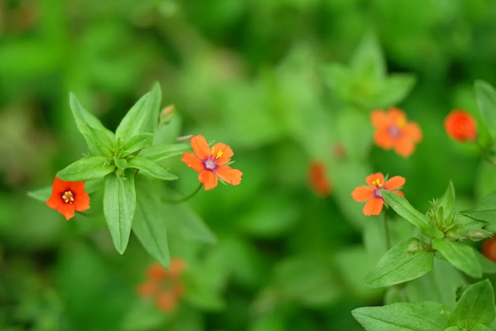 Anagallis arvensis