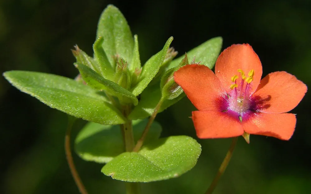 Anagallis arvensis