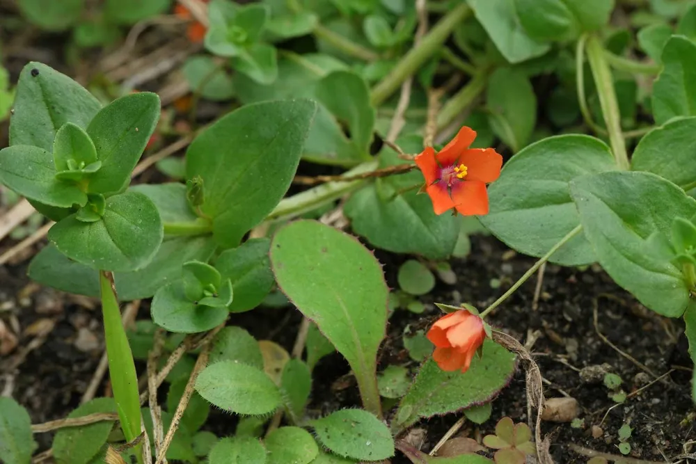 Anagallis arvensis