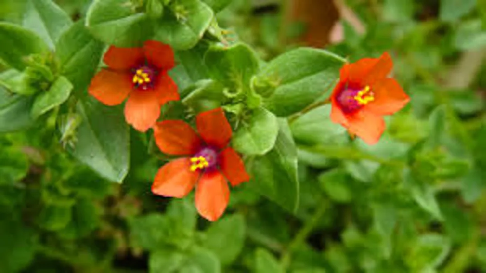 Anagallis arvensis