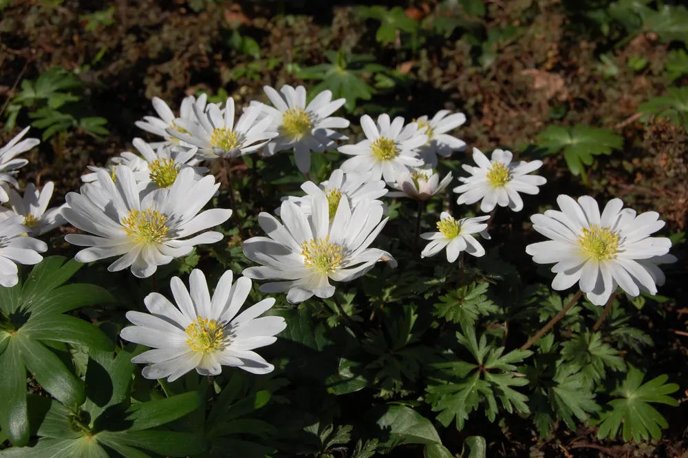 Анемона БЛАНДА Уайт Сплендор Anemone blanda White Splendour