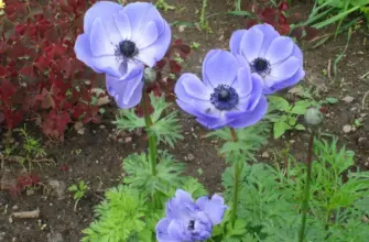 Анемона coronaria Mr. Fokker