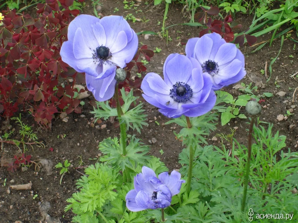 Анемона coronaria Mr. Fokker