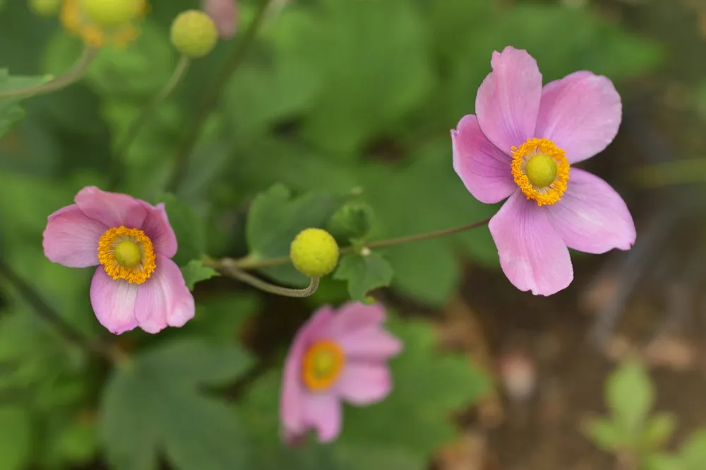 Анемона японская Anemone japonica