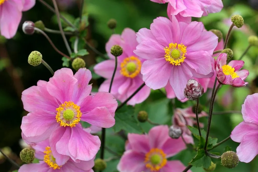 Анемона японская Anemone japonica